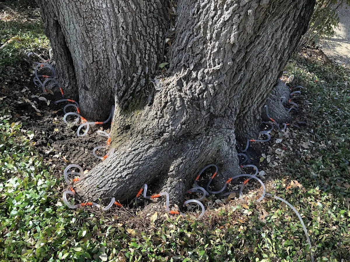 Detailed Tree Cabling and Bracing job site in Pope Army Airfield