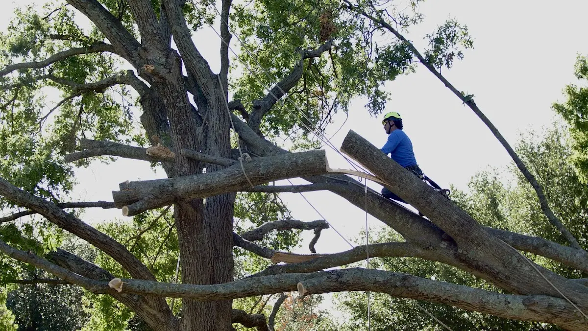 Professional Hazardous Tree Removal performed by certified arborists in Pope Army Airfield