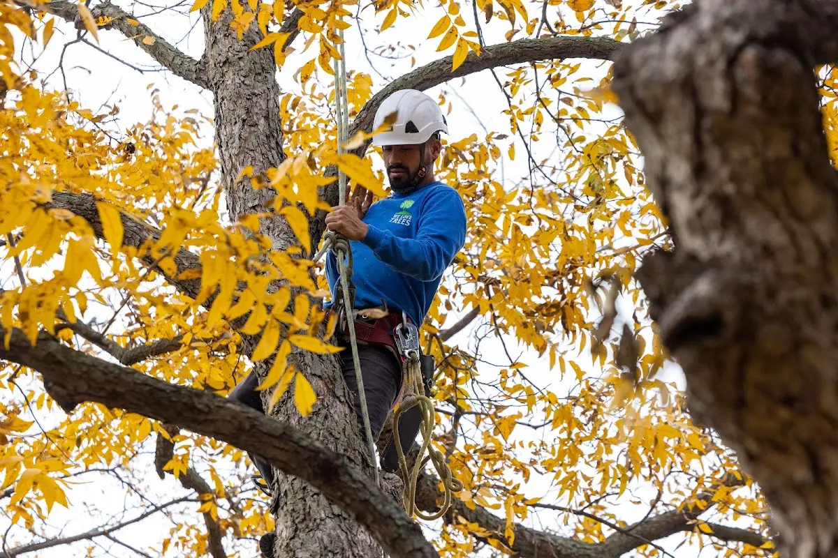 Skilled Tree Pruning crew working in Pope Army Airfield